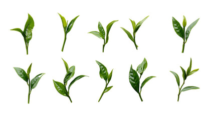 Set of Fresh Green Tea Leaves Isolated on Transparent Background