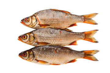 Three Freshly Caught Roach Fish Stacked Together Closeup Studio Shot transparent background Generative AI