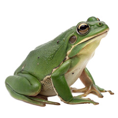Obraz premium Green Frog AI Generated Image