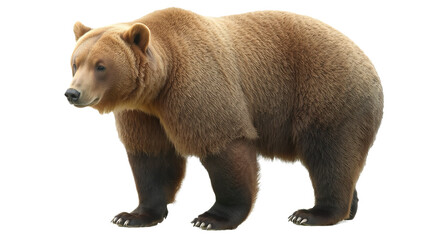 Obraz premium brown bear isolated on png background