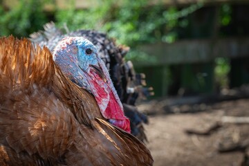 Close-up of a vibrant turkey outdoors.