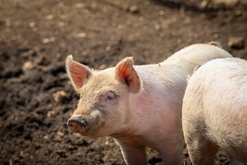 Fototapeta premium Piglet in a muddy farm setting.
