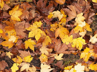 Yellow autumnal leaves as nature background.