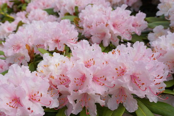Beautiful and delicate rhododendron pink flowers close up. Evergreen flowering shrub.