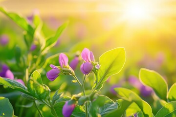 Naklejka premium A vibrant field of green plants with delicate pink blossoms, illuminated by warm sunlight, creating a serene and uplifting atmosphere.