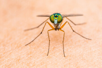 Long-legged fly standing on human skin, showing large green compound eyes
