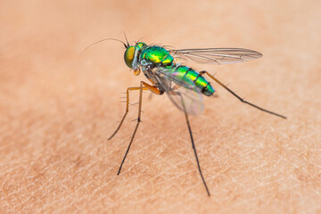 Long-legged fly standing on human skin, showing iridescent colors