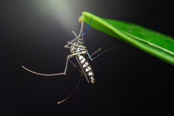Asian tiger mosquito resting on a green leaf: aedes albopictus close-up