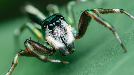 Jumping spider showing colorful metallic iridescent body parts