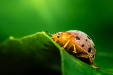 Ladybug exploring vibrant green leaf in nature macro photography