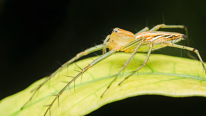 Lynx spider standing on green leaf in dark background
