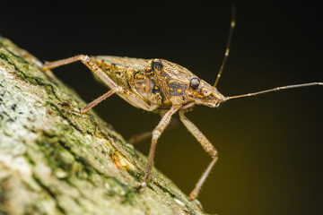 Scentless plant bug walking on tree branch: close-up