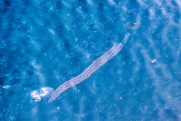 Mediterranean salt water sea ocean plankton