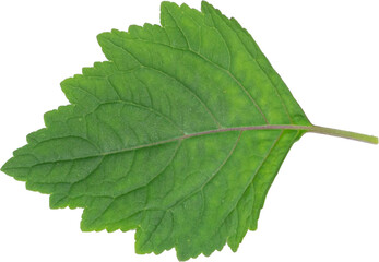 Fototapeta premium Patchouli leaves (Pogostemon cablin) on a transparent background. Patchouli leaves are the basic ingredient for making essential oils. PNG