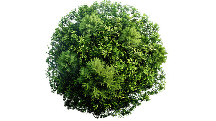 Obraz premium Vibrant Tree: A flourishing tree, a symbol of growth and natural beauty, with lush green leaves captured in a photorealistic depiction.