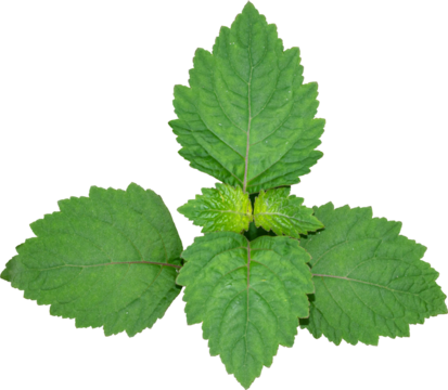 Patchouli leaves (Pogostemon cablin) on a transparent background. Patchouli leaves are the basic ingredient for making essential oils. PNG