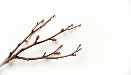 Fototapeta premium A few branches with twigs isolated on white background, organic, texture, botanical