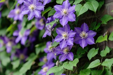 Vibrant purple clematis flowers cascading over a brick wall. Lush greenery and blossoms create a beautiful garden scene