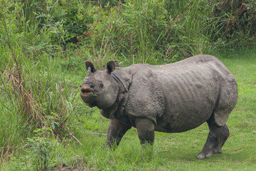 Fototapeta premium Indian Rhino in the grassland of Kaziranga National Park