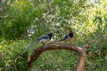 Sarus crane (Antigone antigone), a large nonmigratory crane and tallest flying bird, observed near Nalsarovar in Gujarat, India