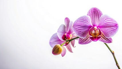 Obraz premium Stunning Orchid, White Background, Isolated Flower, Elegant Bloom, Botanical Photography, Macro Shot, High-Resolution Image, Pure White Background, Single Orchid, Floral Photography