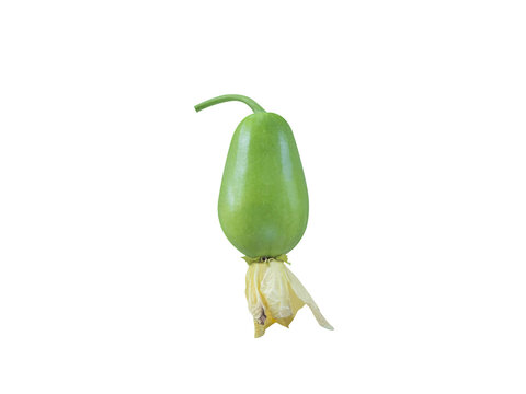 benincasa hispida or fresh green wax gourd isolated on white background