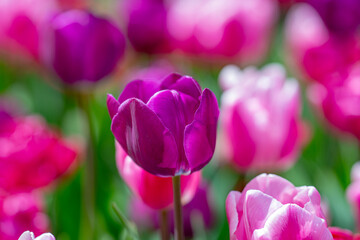 Beautiful Pink Tulips. Purple tulip flowers background. Beautiful flower violet tulips in sunlight landscape at spring or summer. Amazing spring nature. Tulips flowers in garden.
