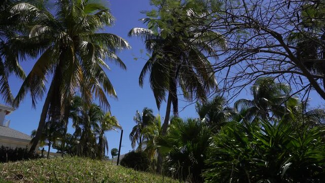 Many palm leaves sway in the wind, creating a calm view perfect for meditation. The most incredible thing is the blue of the magnificent sky.