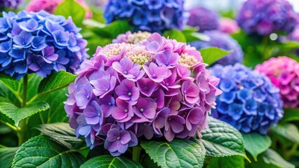 Fototapeta premium Hydrangea Macrophylla India: Organic Garden Bloom - Stunning Japanese Hydrangea Photography