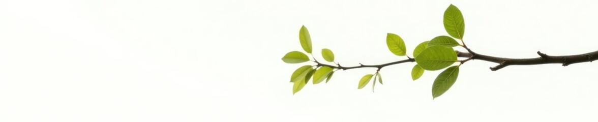 Obraz premium Single isolated branch with leaves on white background, tree, single