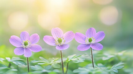 Fototapeta premium Three delicate light purple flowers in a lush green meadow bathed in soft sunlight.