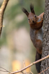 Portrait of wild red squirrel on tree trunk.