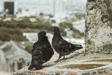 Two pigeons rest peacefully on the ancient walls of San Felipe Fortress. A historic landmark in Cartagena, Bolívar, Colombia