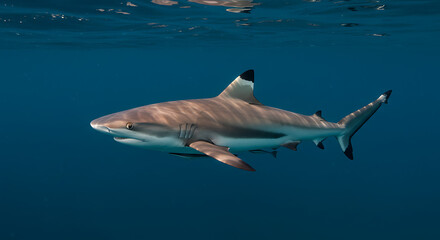 Fototapeta premium shark in the sea