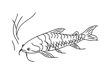 Striped Catfish Line Drawing, Aquatic Life, Underwater Sketch