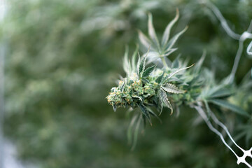 Close-up of lush, trimmed cannabis buds ready for harvest in a thriving agricultural environment.