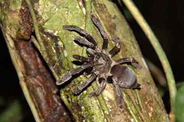 Ecuadorian bird-eating tarantula (Pamphobeteus ultramarinus) on a tree trunk at night, in the Cuyabeno Wildlife Reserve, outside of Lago Agrio, Ecuador