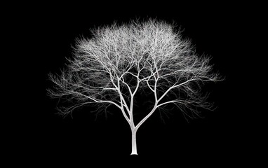 Isolated Bare Tree with Intricate Branches on Stark Black Background