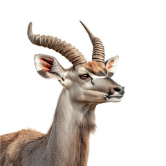 Kudu profile png African antelope png majestic kudu png wildlife animal png strong kudu png nature wildlife png transparent background image