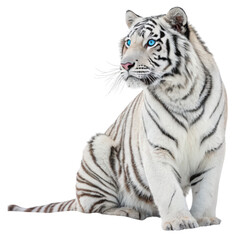 Obraz premium Rare White Tiger Sitting Majestically with Icy Blue Eyes Isolated on White