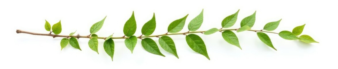 A single branch with intricate details on white background, foliage, organic
