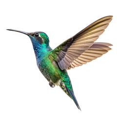 Fototapeta premium Vibrant Hummingbird Captured Mid-Flight Isolated on White