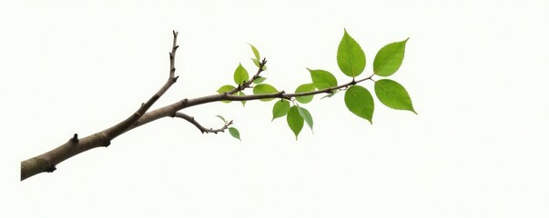 A single large branch with a few leaves and twigs hanging from it against a white surface, natural, nature, tree