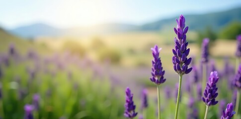 Fototapeta premium A beautiful close-up shot of a blooming lavender plant in a field, fragrant, agriculture