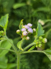 Beautiful Tiny Purple Flowers in Full Bloom  Close up Nature Shot