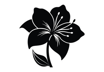 amaryllis flower silhouette  isolated on white background