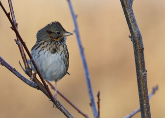 Song Sparrow Perched on a small branch