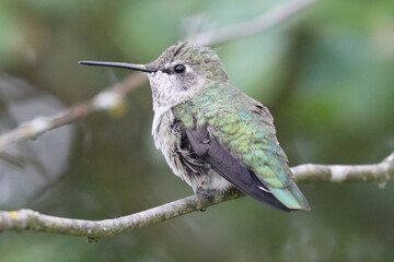 Hummingbird, Perched on a Small Branch