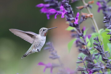 Anna's Hummingbird Hovering Near Purple Flowers