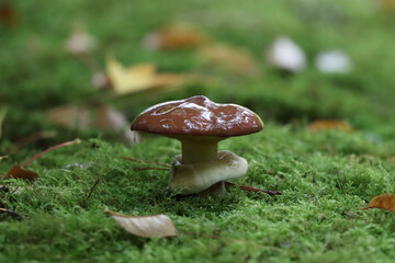 Mushroom and Moss